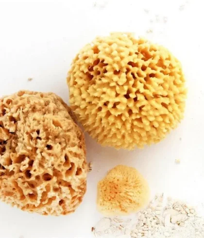Organic Sea Sponge